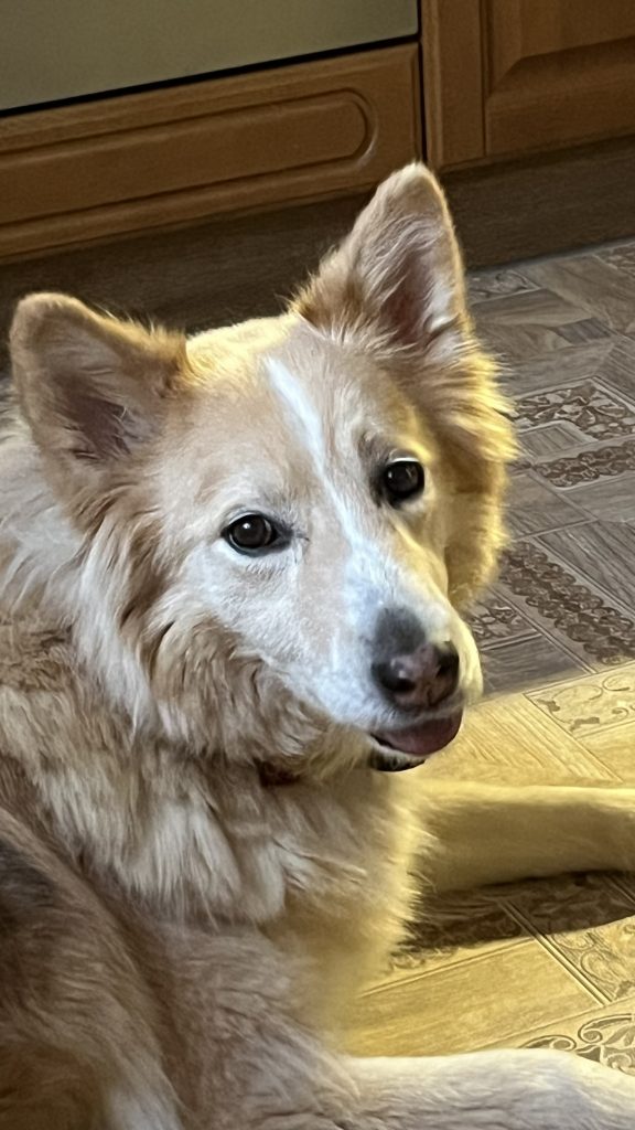 Изображение #1 от Светлана Алифанова